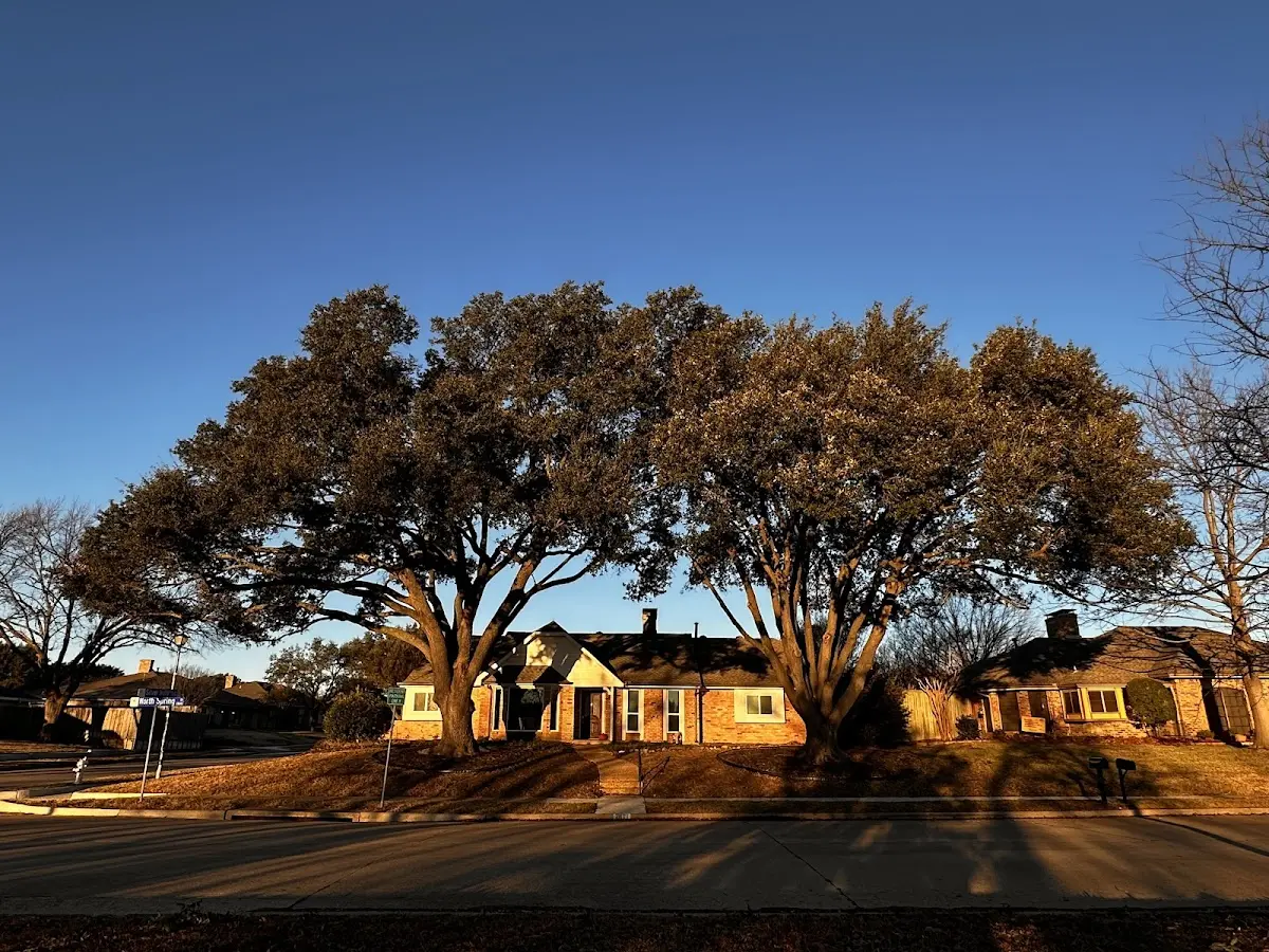 Established residential canopy tree shading a home in Port O Connor